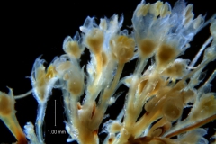 Cuscuta desmouliniana; inflorescence