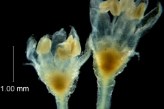 Cuscuta desmouliniana; flower variation