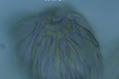 Cuscuta desmouliniana; calyx: protuberance with stomata