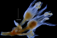 Cuscuta liliputana, inflorescence