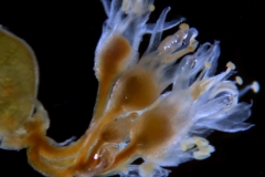 Cuscuta liliputana, inflorescence