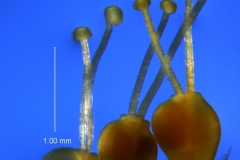 Cuscuta liliputana, gynoecia