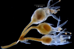 Cuscuta liliputana, inflorescence