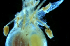 Cuscuta liliputana, capsule capped by corolla