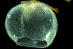 Cuscuta liliputana, capsule