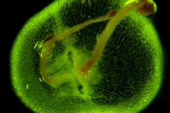 Cuscuta liliputana, capsule capped by corolla