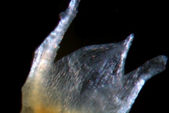 Cuscuta liliputana, calyx, 3D