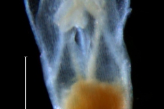 Cuscuta liliputana, corolla 3D