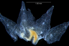 Cuscuta liliputana, dissected calyx
