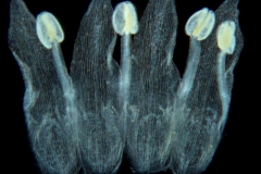 Cuscuta liliputana, dissected corolla