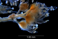 Cuscuta tuberculata, inflorescence fragment