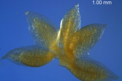 Cuscuta tuberculata, dissected calyx