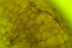 Cuscuta tuberculata, protuberances with stomata on the calyx