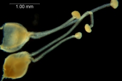 Cuscuta tuberculata, gynoecium and capsule