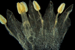 Cuscuta tuberculata, corolla dissected
