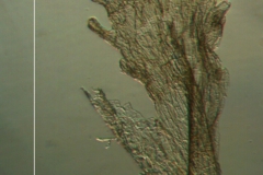 Cuscuta tuberculata, scale