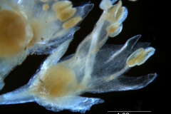 Cuscuta tuberculata, flower