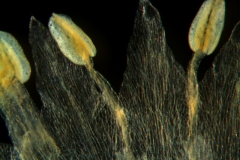 Cuscuta tuberculata, corolla lobes and stamens