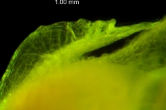 Cuscuta tuberculata, calyx lobe detail