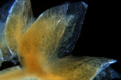 Cuscuta tuberculata, calyx 3D