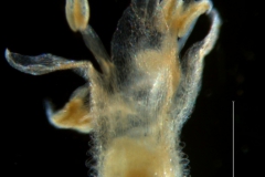 Cuscuta tuberculata, corolla 3D