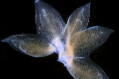 Cuscuta tuberculata, dissected calyx