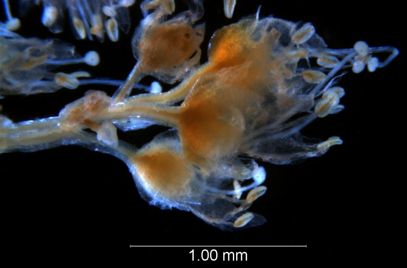 Cuscuta tuberculata, inflorescence fragment