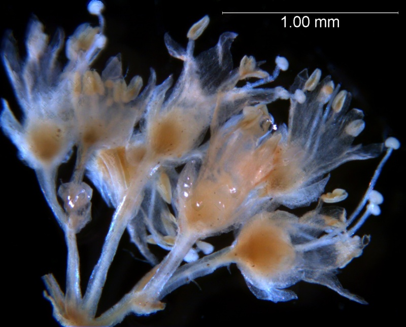 Cuscuta tuberculata, inflorescence