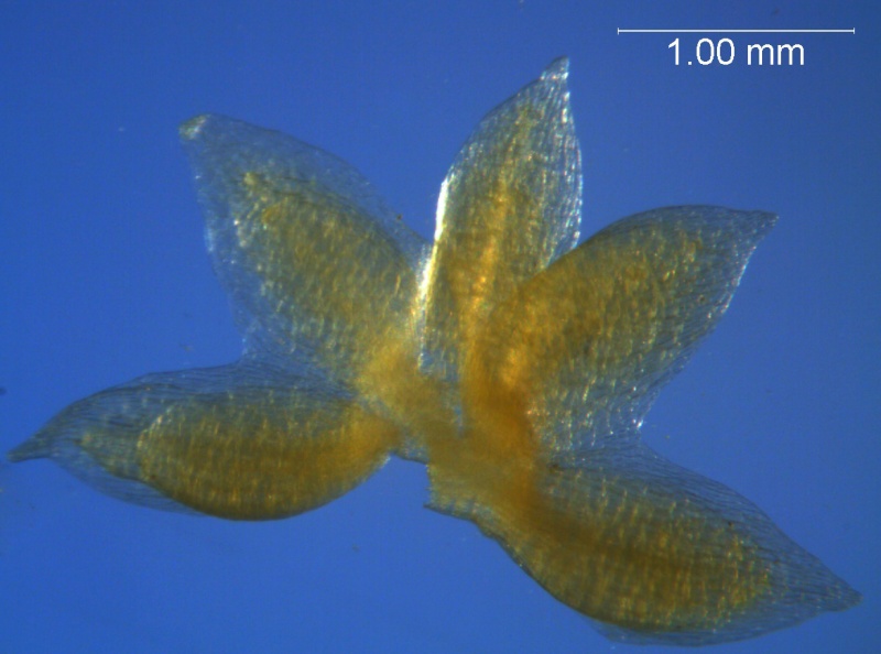 Cuscuta tuberculata, dissected calyx