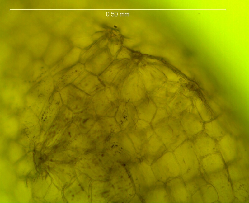 Cuscuta tuberculata, protuberances with stomata on the calyx