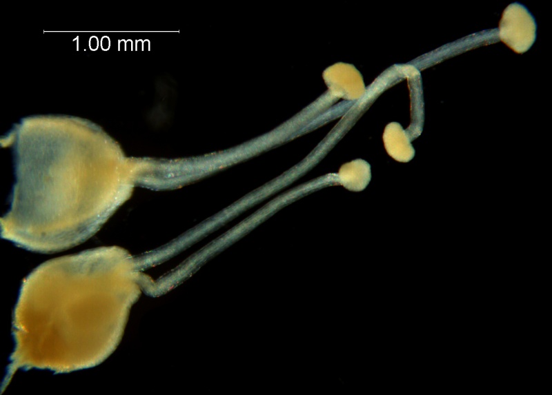 Cuscuta tuberculata, gynoecium and capsule