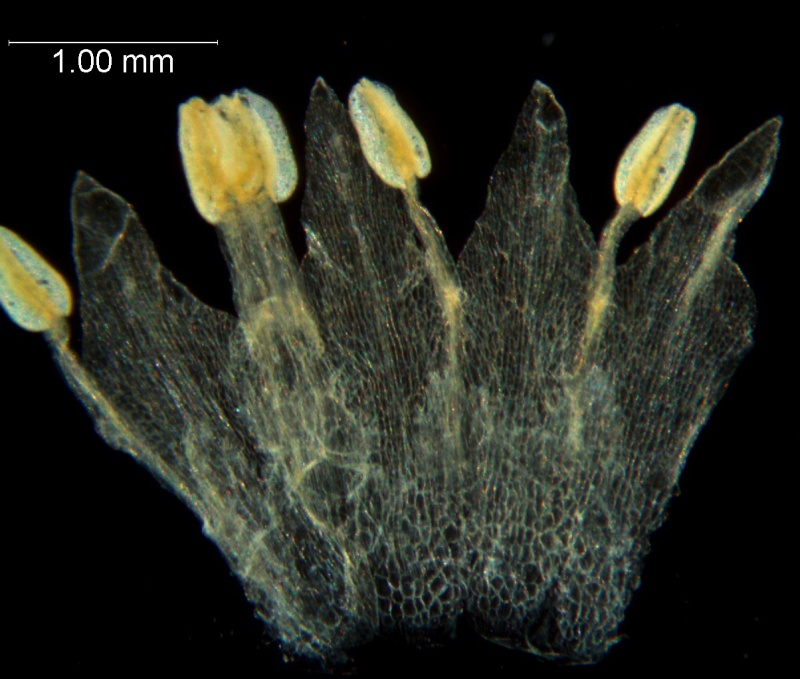 Cuscuta tuberculata, corolla dissected