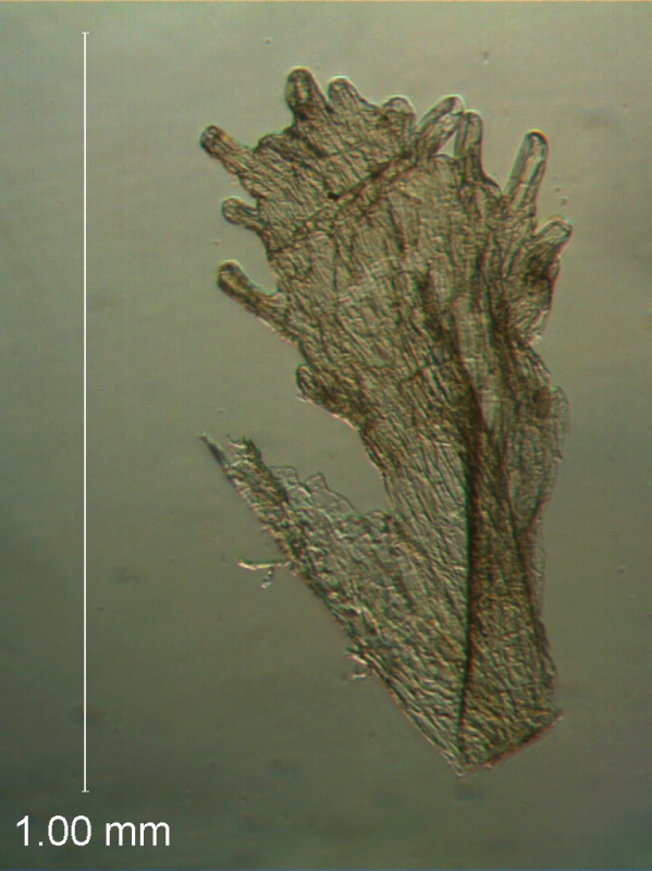 Cuscuta tuberculata, scale