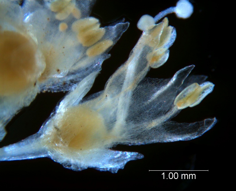 Cuscuta tuberculata, flower