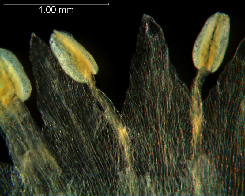Cuscuta tuberculata, corolla lobes and stamens