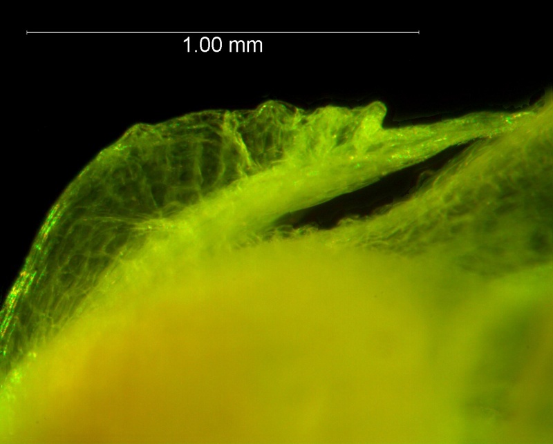 Cuscuta tuberculata, calyx lobe detail