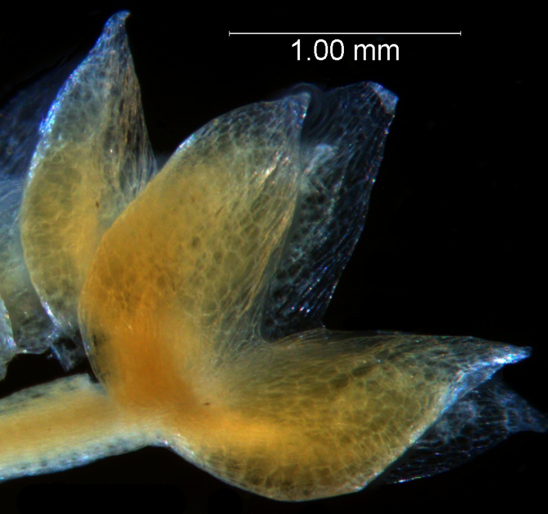 Cuscuta tuberculata, calyx 3D