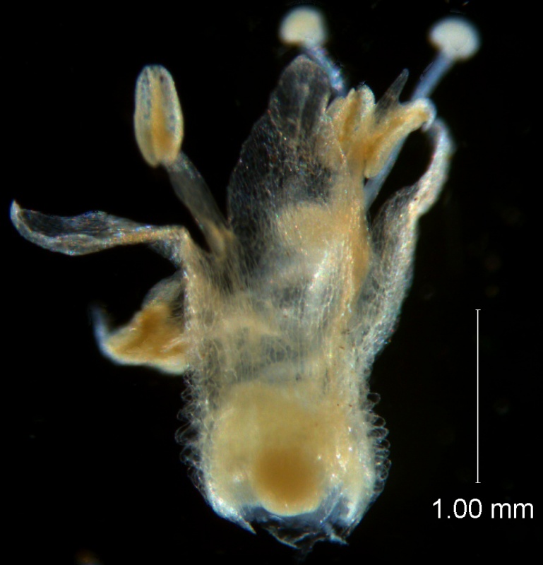 Cuscuta tuberculata, corolla 3D