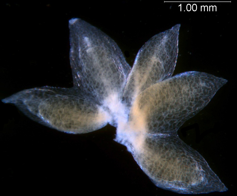 Cuscuta tuberculata, dissected calyx