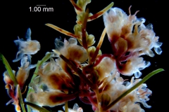 Cuscuta triumvirati, inflorescence