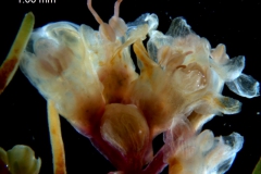 Cuscuta triumvirati, inflorescence fragment