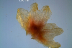 Cuscuta triumvirati, calyx, dissected