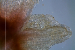 Cuscuta triumvirati, calyx lobe detail