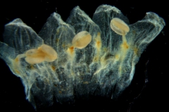 Cuscuta triumvirati, corolla dissected