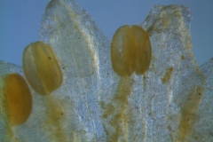 Cuscuta triumvirati, corolla lobes & stamens
