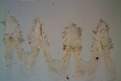 Cuscuta triumvirati, scales