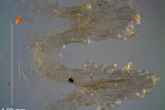 Cuscuta triumvirati, scales