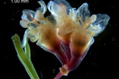 Cuscuta triumvirati, inflorescence fragment