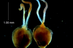 Cuscuta triumvirati, gynoecia