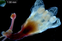 Cuscuta triumvirati, flower